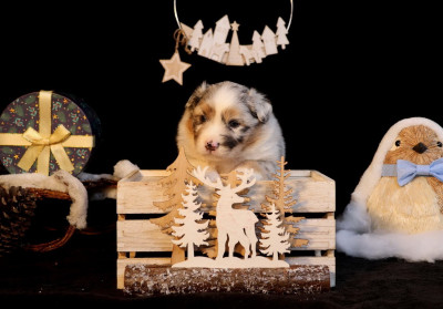 Les chiots de Berger Australien