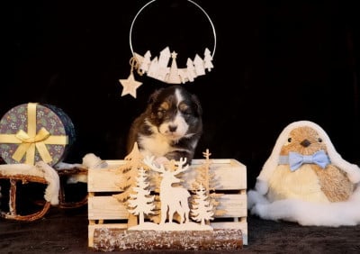 Les chiots de Berger Australien