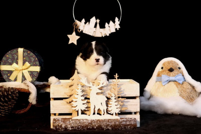 Les chiots de Berger Australien