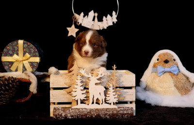 Les chiots de Berger Australien