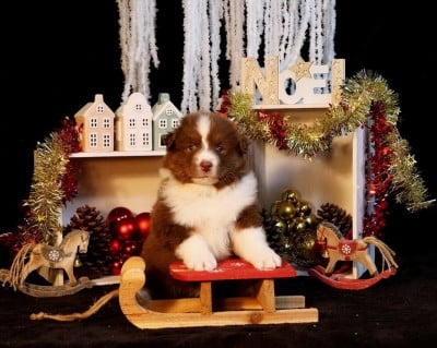 Les chiots de Berger Australien