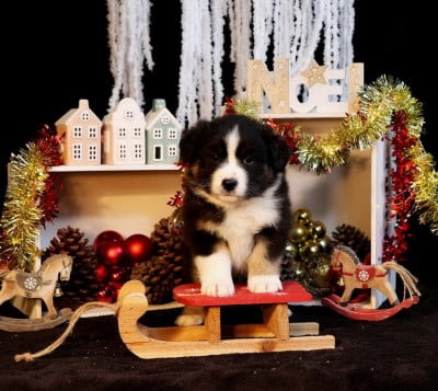 Les chiots de Berger Australien