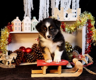Les chiots de Berger Australien