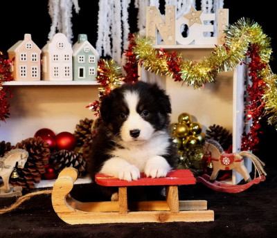 Les chiots de Berger Australien