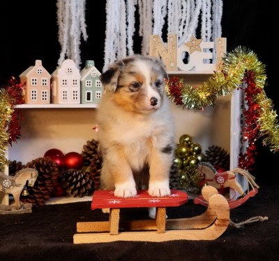 Les chiots de Berger Australien
