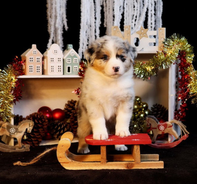 Les chiots de Berger Australien