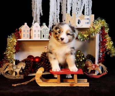 Les chiots de Berger Australien