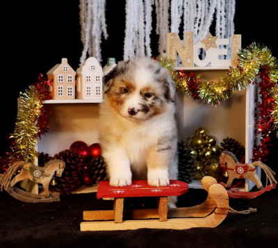 Les chiots de Berger Australien