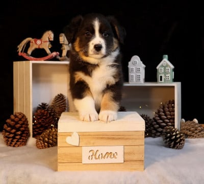 Les chiots de Berger Australien