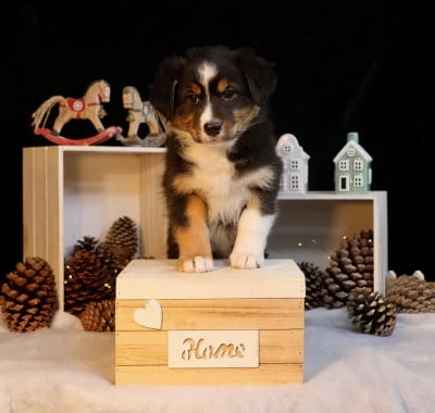 Les chiots de Berger Australien