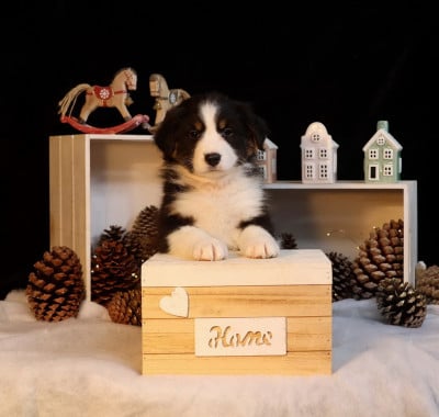 Les chiots de Berger Australien