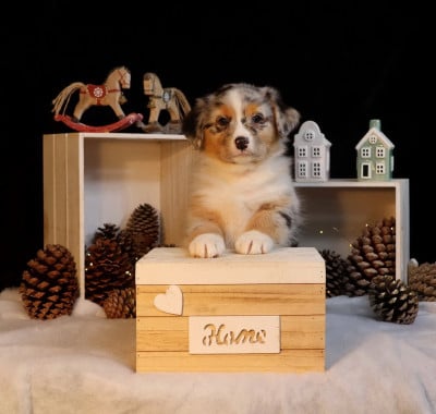 Les chiots de Berger Australien