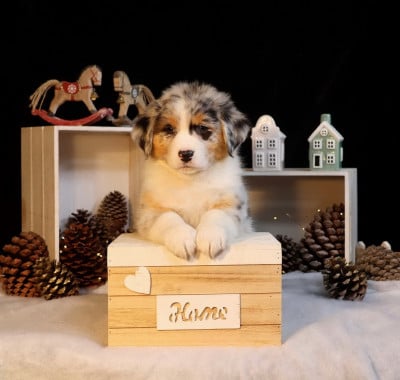 Les chiots de Berger Australien