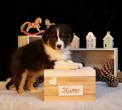 Les chiots de Berger Australien