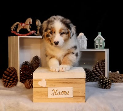 Les chiots de Berger Australien