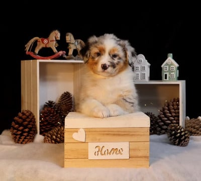 Les chiots de Berger Australien