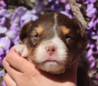 Les chiots de Berger Australien