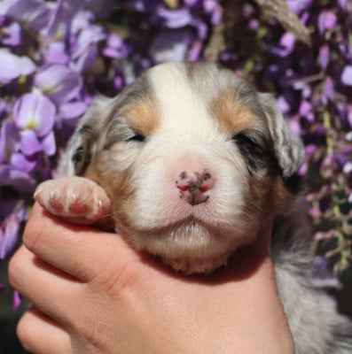 Les chiots de Berger Australien