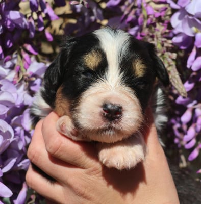 Les chiots de Berger Australien