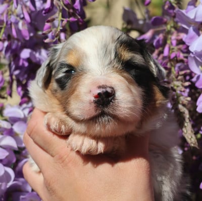 Les chiots de Berger Australien