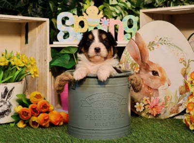 Les chiots de Berger Australien