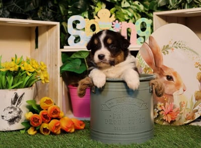 Les chiots de Berger Australien