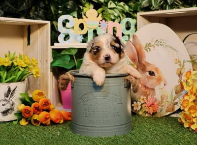 Les chiots de Berger Australien