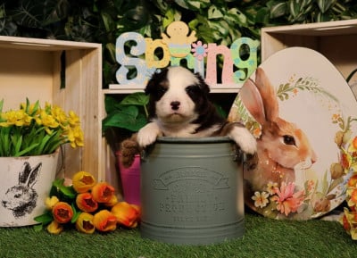 Les chiots de Berger Australien