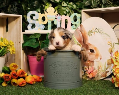 Les chiots de Berger Australien