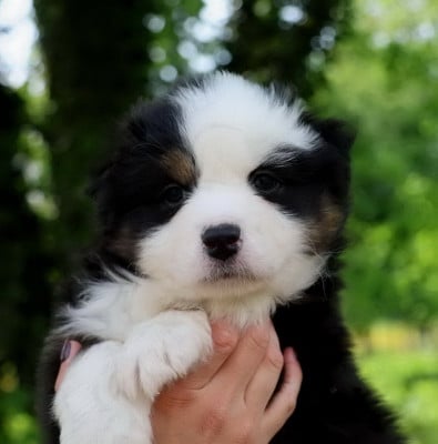 Les chiots de Berger Australien