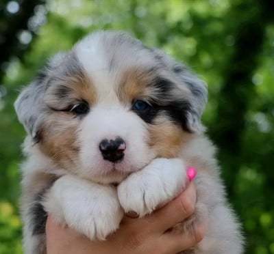 Les chiots de Berger Australien
