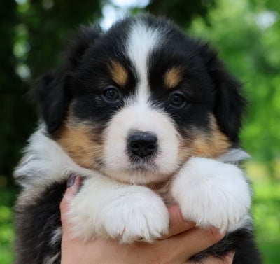 Les chiots de Berger Australien