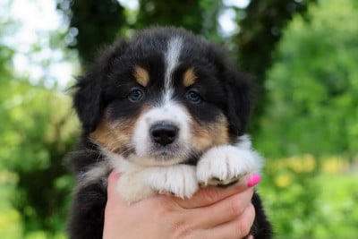Les chiots de Berger Australien