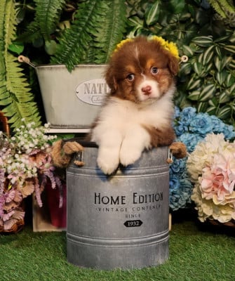 Les chiots de Berger Australien