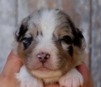 Les chiots de Berger Australien