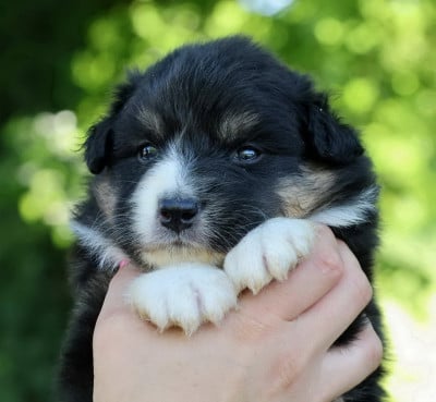 Les chiots de Berger Australien