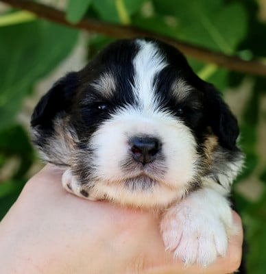 Barbabelle Black - Berger Australien