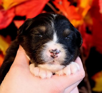 Les chiots de Berger Australien