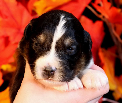 Les chiots de Berger Australien
