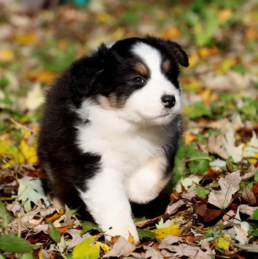 Autumn Mushroom black