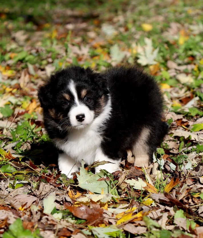 Autumn Apple pie black