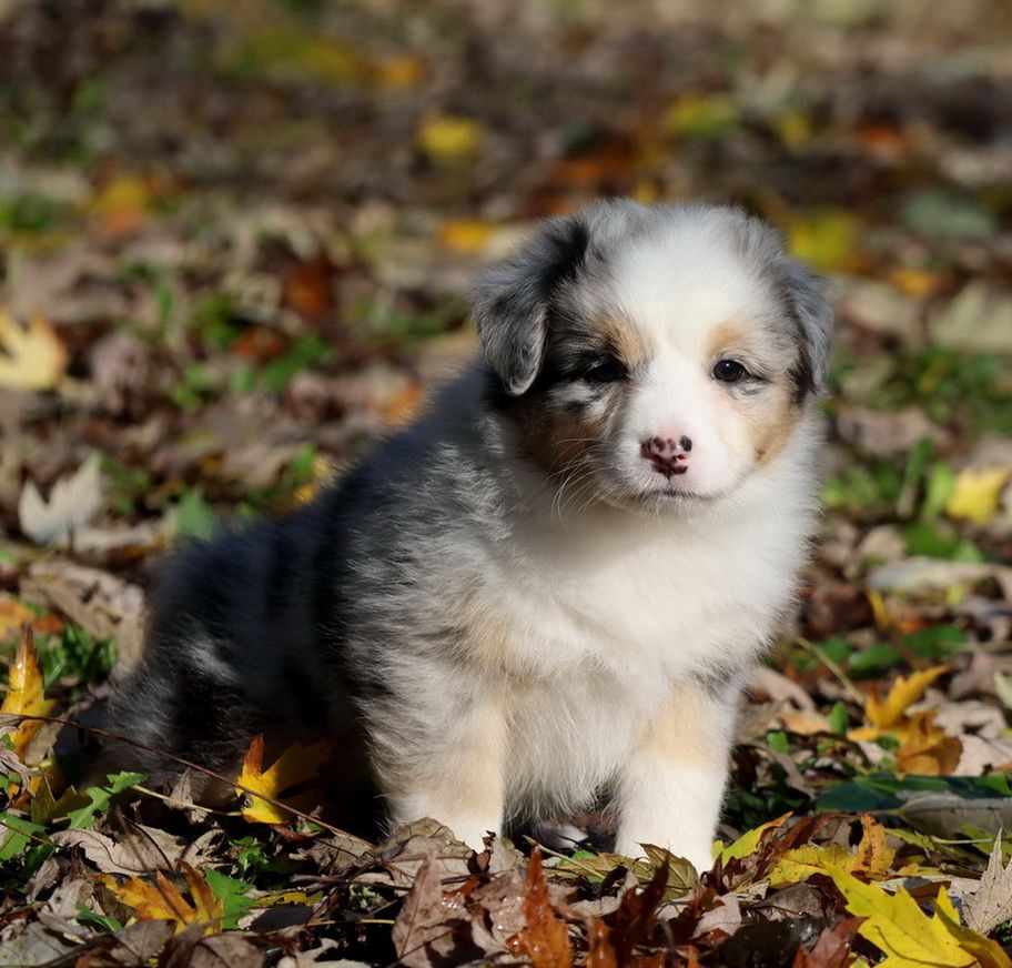 Autumn Cinnamon Roll blue