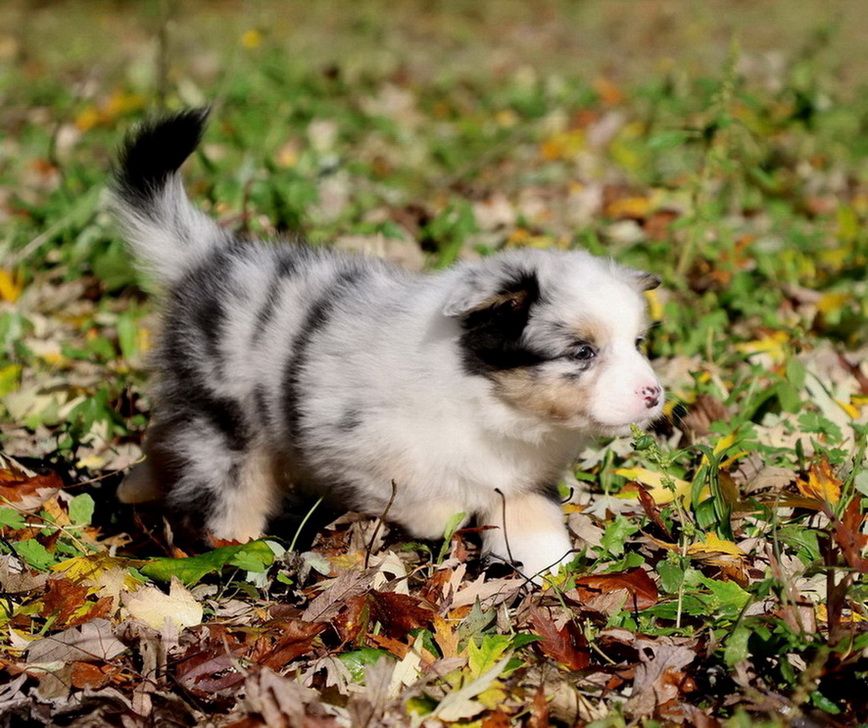 Autumn Cinnamon Roll blue