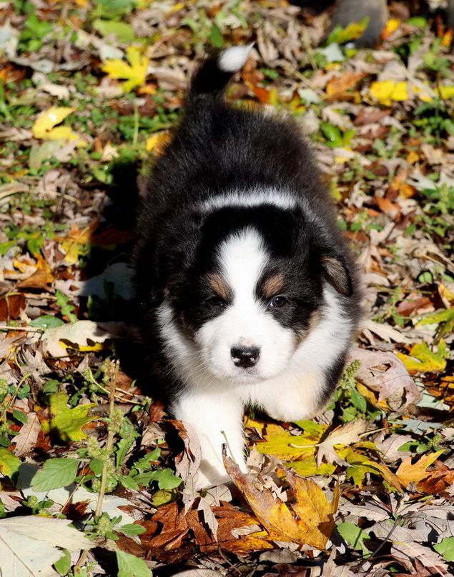 Autumn Mushroom black