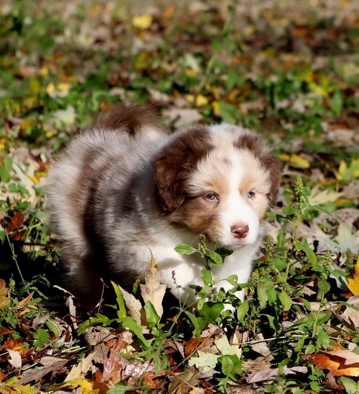 Autumn Carrot Cake red