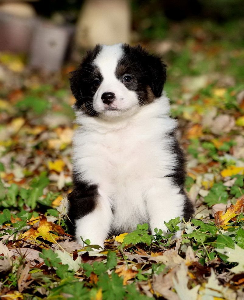 Autumn Maple Syrup black