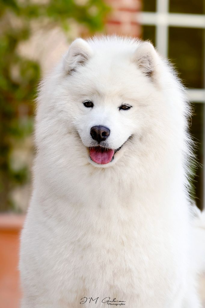 CH. Pequeña joya la casa de la nieve