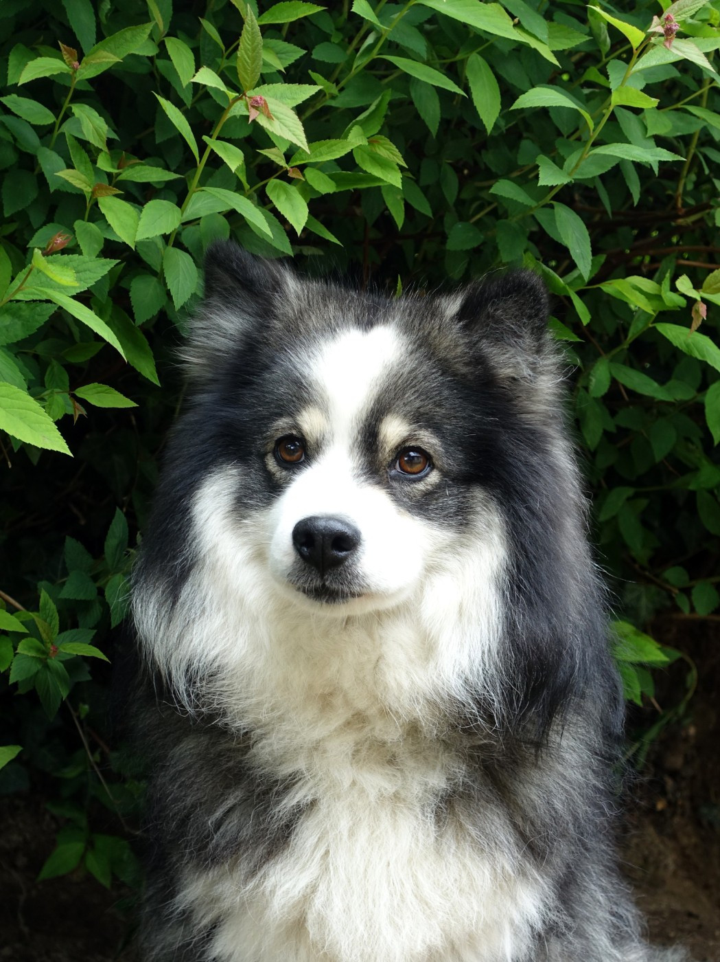 Publication : Tweed Lenissei