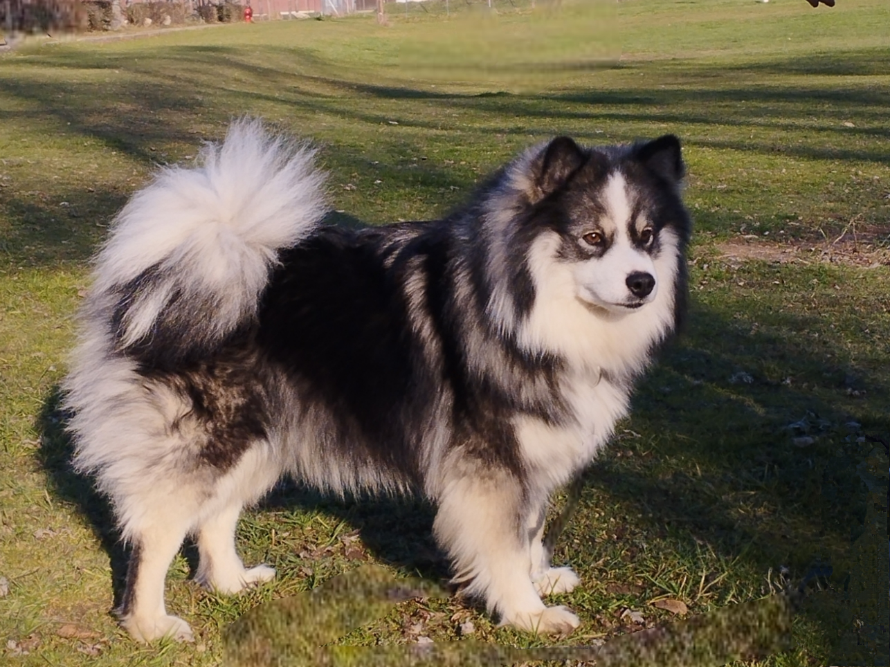 Publication : Tweed Lenissei