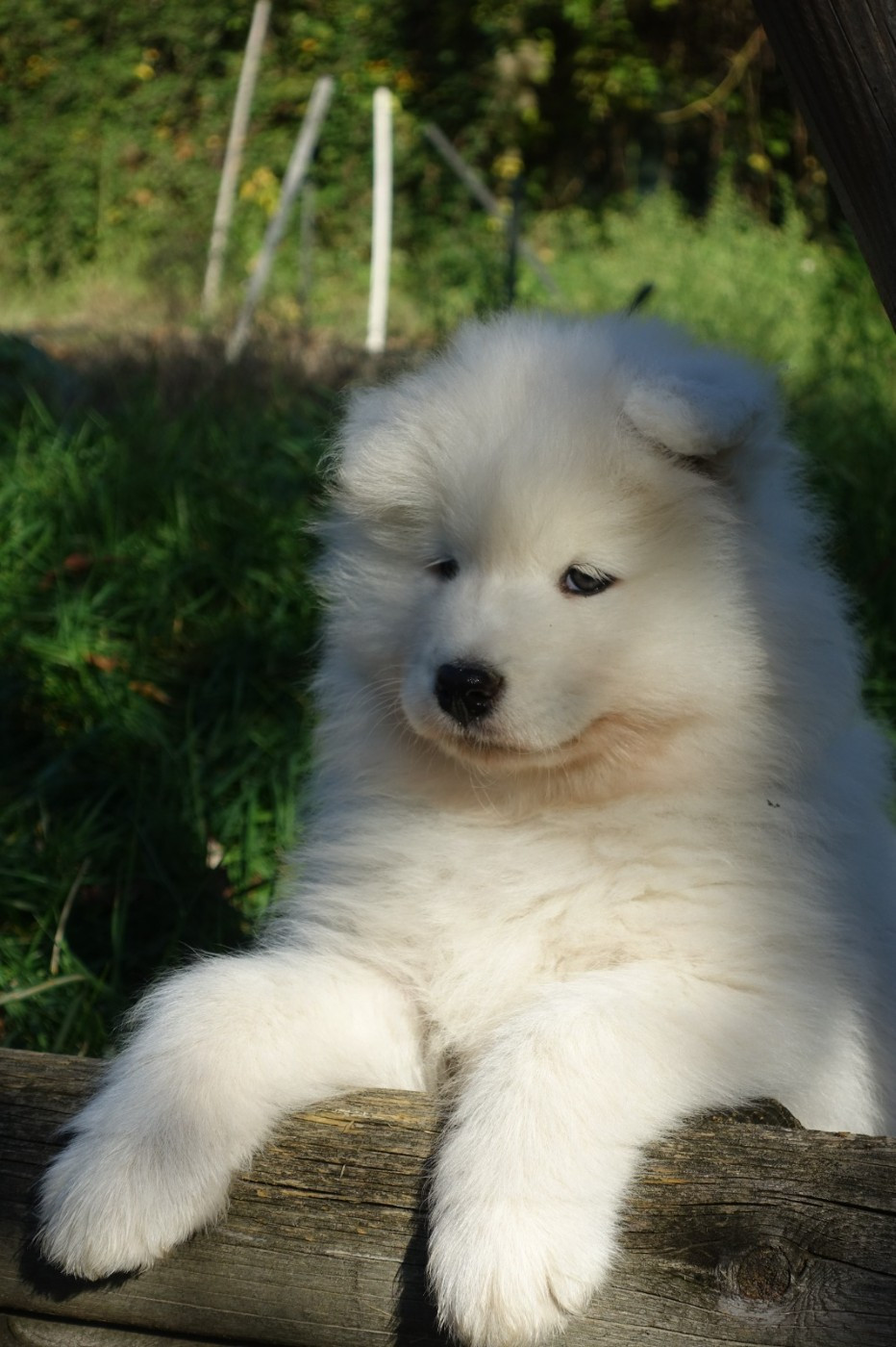 Albus Aspen Tweed Lenissei